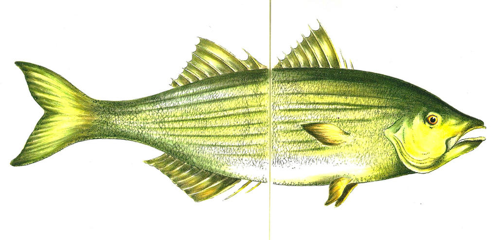 Charlie Face Fish Charlie by mcalick on DeviantArt