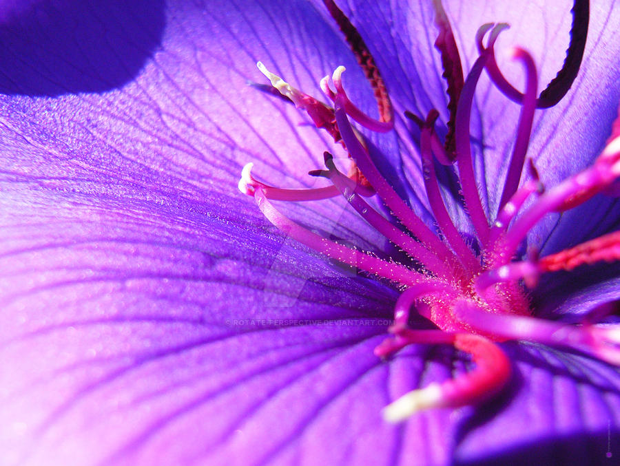 Princess / Glory Flower (Tibouchina urvilleana)