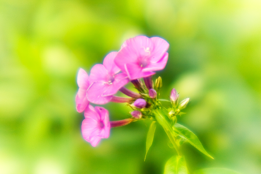 Pink Flower