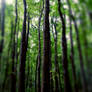 forest iphone retina wp