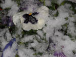 Floral Frost by SybilThorn