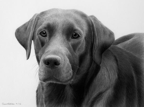 'Blue' dog portrait