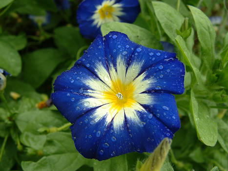 blue flower