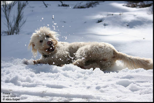 Scooter loves snow XD