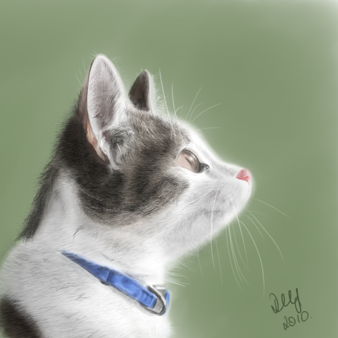 Cat portrait