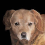 Fireside Hamish by DonnaMStrachan