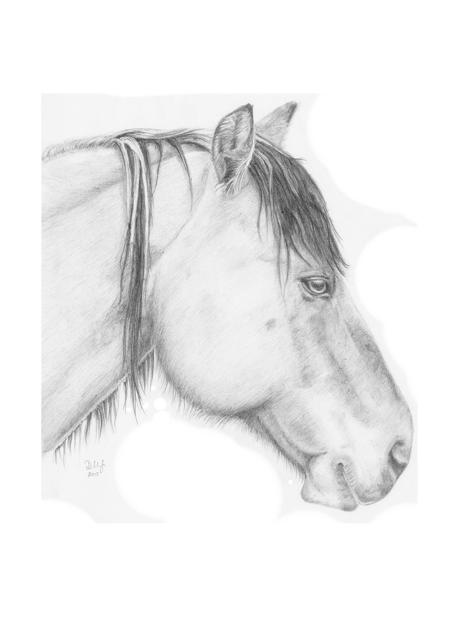 Jinty - Highland Pony - Pencil Sketch