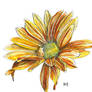 Yellow rudbeckia flower