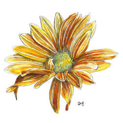 Yellow rudbeckia flower