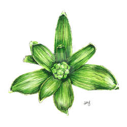 Hyacinth Bulb
