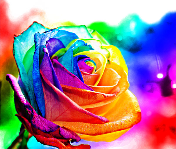 Rainbow Rose