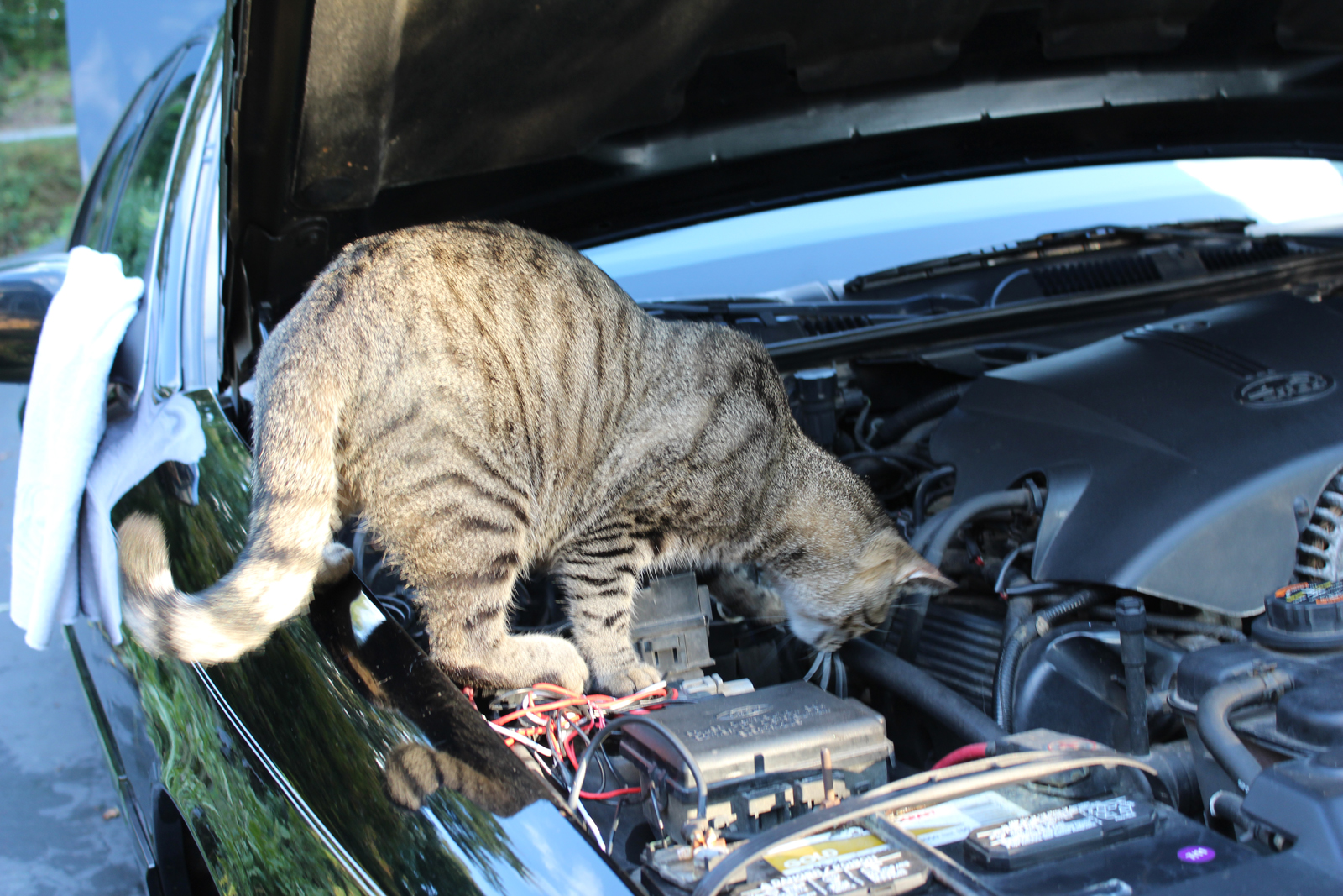 Mechanic Kitty