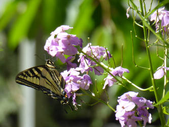 Canadian Tiger Swallowtail