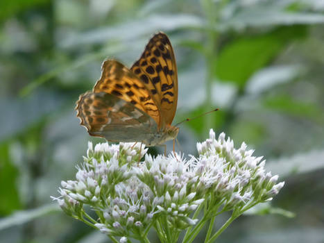 Eastern Silverstripe (Argyronome laodice japonica)