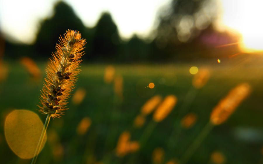 Flaring Grass