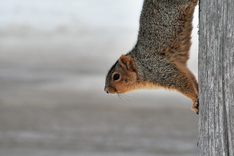 Squirrel Profile