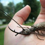 Dobsonfly