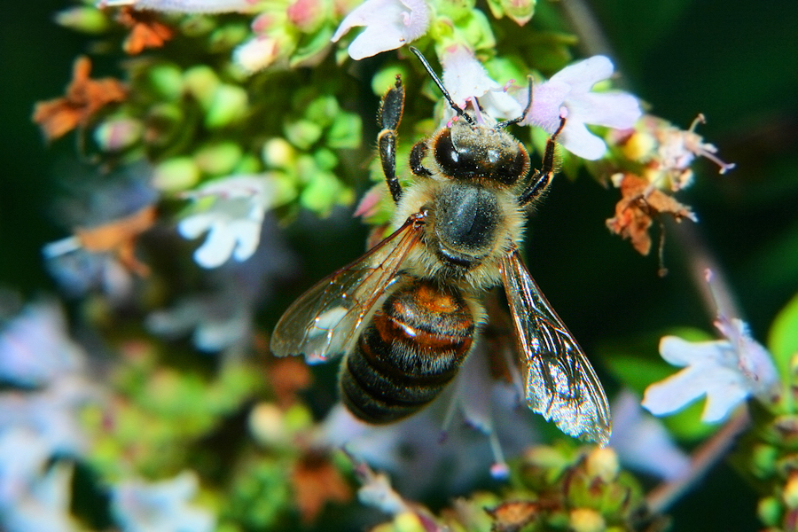 Another Bee Specimen