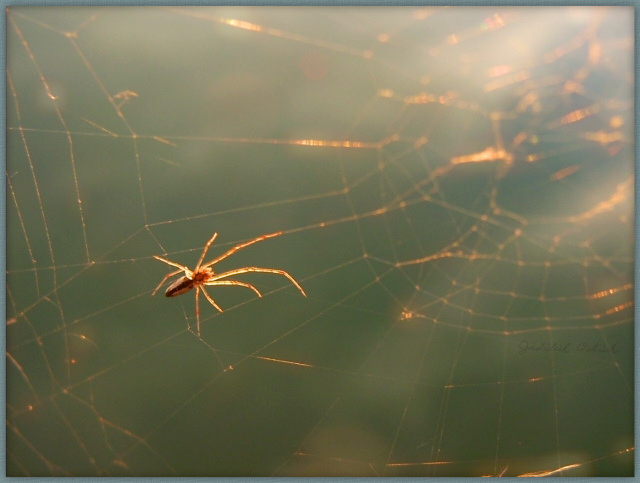 Sunset Spider