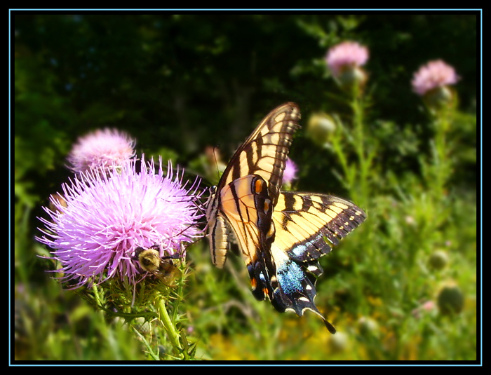 Tiger Swallowtail II