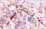 Cherry Blossoms by sabisabi1