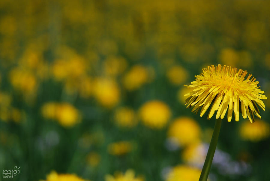 yellow garden