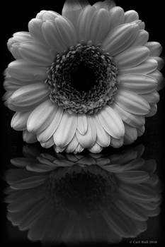 Gerbera