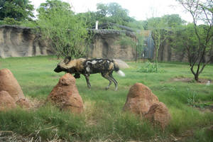 African Wild Dog Stock 2