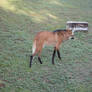 Maned Wolf Stock 1