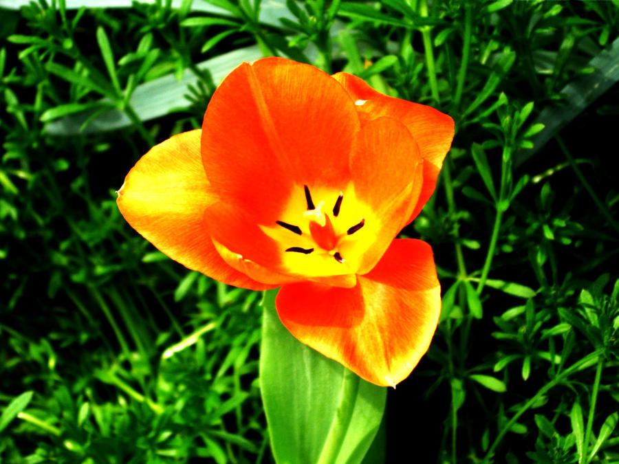 Random Flower by KMD2 on DeviantArt