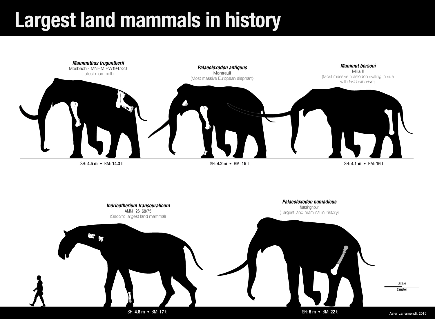 The largest land mammals in history by Asier-Larramendi on DeviantArt The largest land mammals in history by Asier-Larramendi on DeviantArt