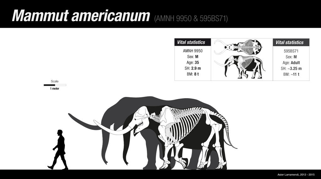 Mastodon Rats The American Mastodon by Asier-Larramendi on DeviantArt