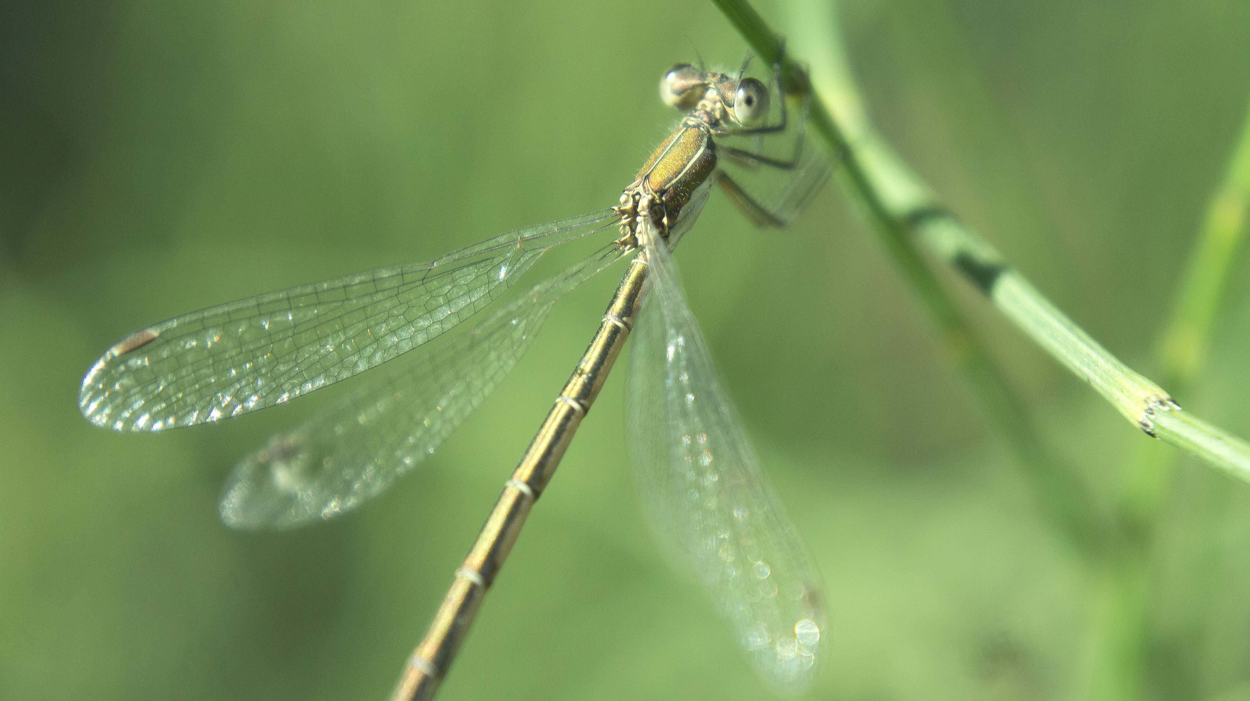 Dragonfly