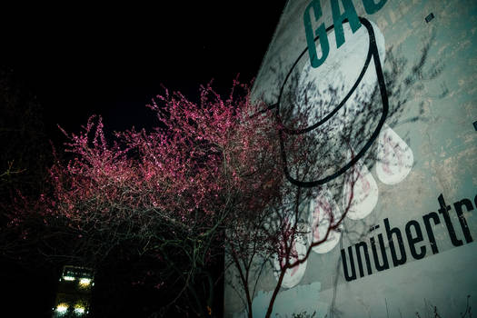 trees at night