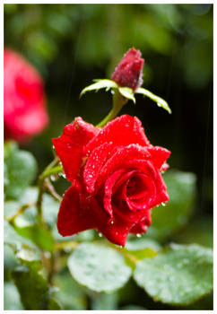 rain and rose