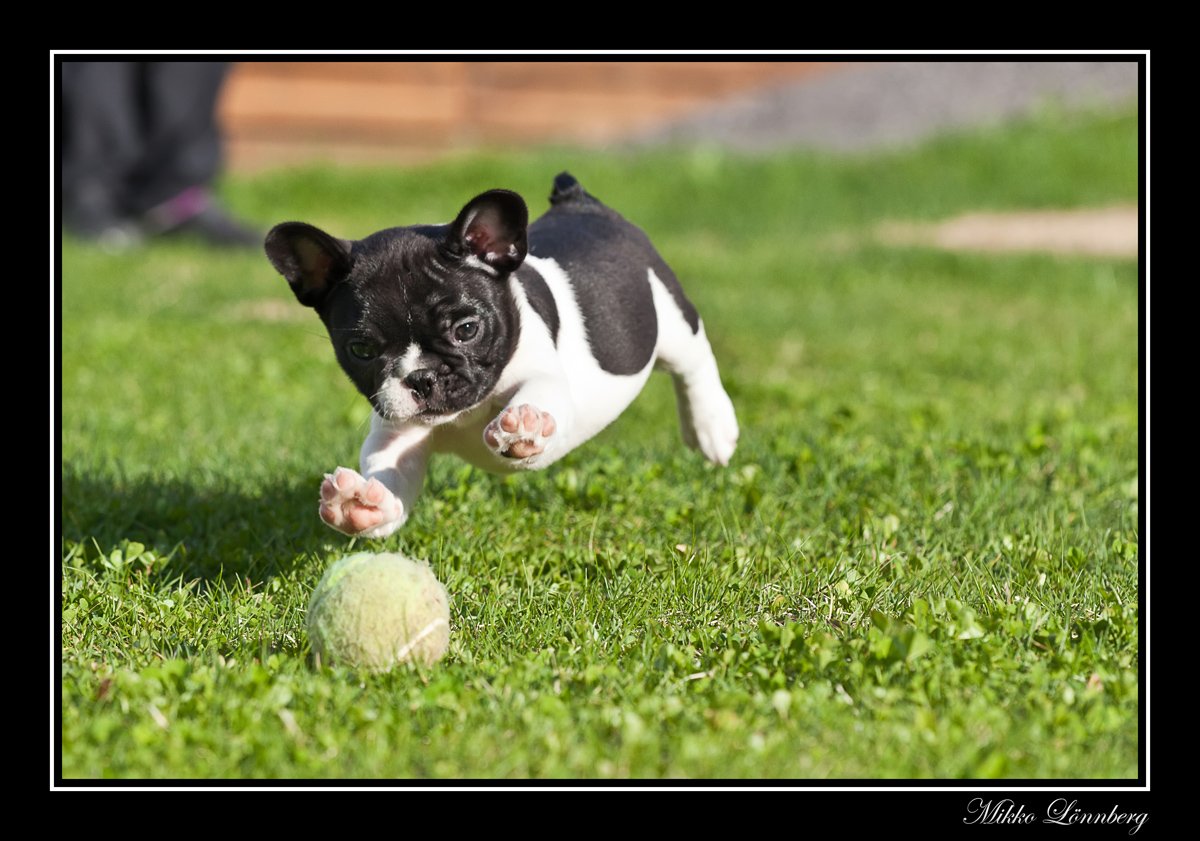 french bulldog 15