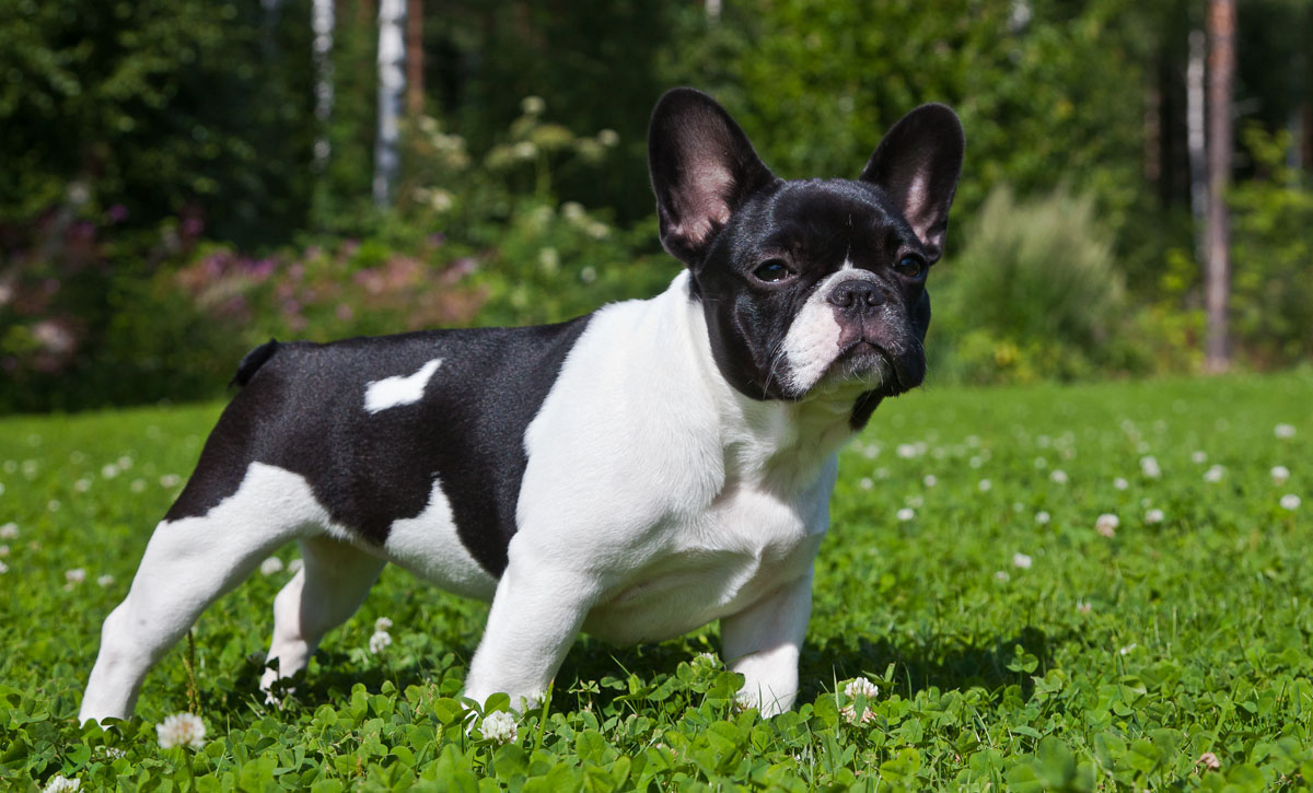 french bulldog 20