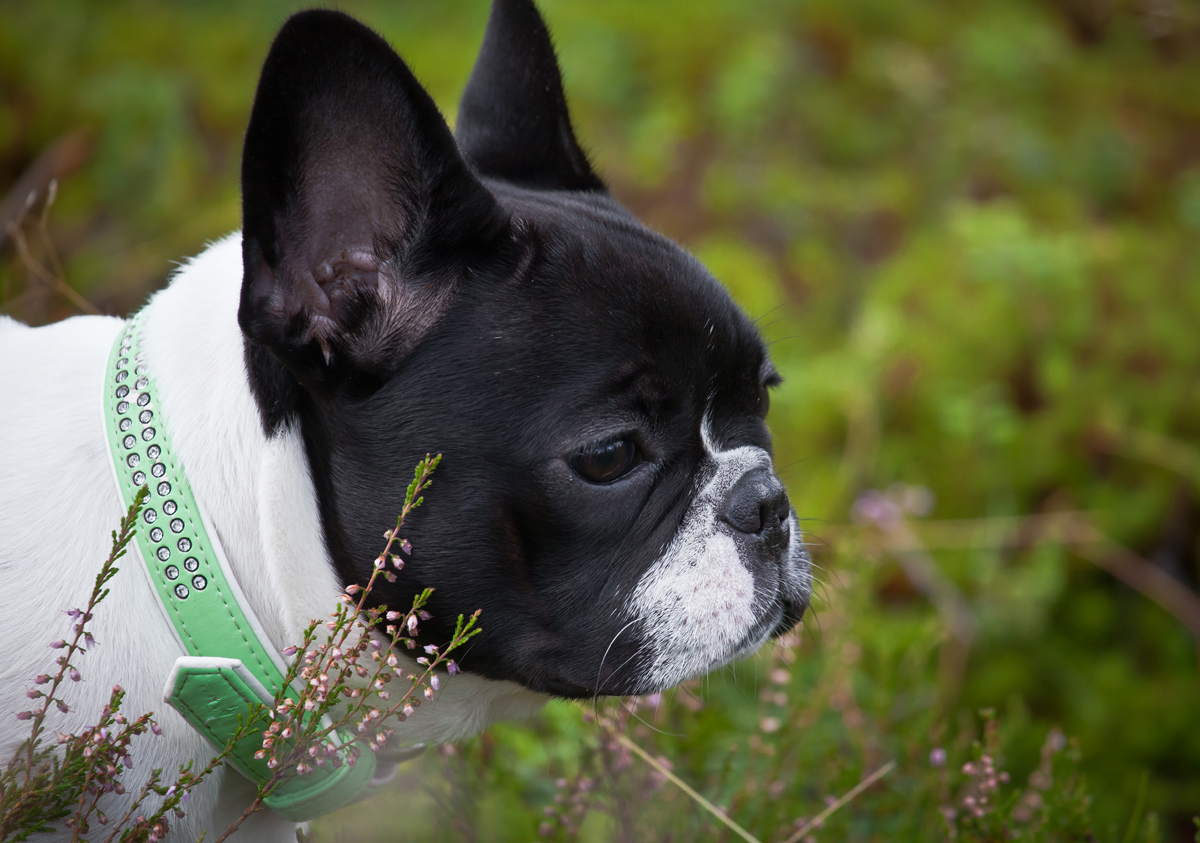 french bulldog 23