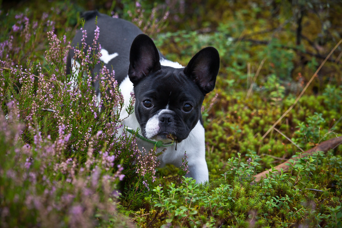 french bulldog 25