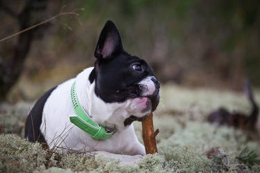 french bulldog 28