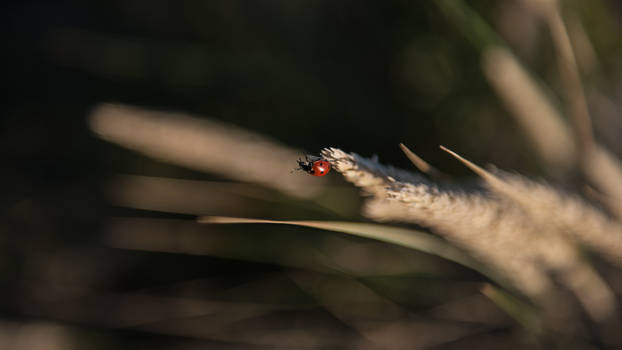 Ladybug