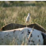 Briere Park Cattle Egret 2