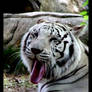 OMG a white tiger