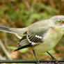 Bird on powerline