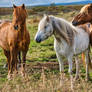 Wild Horses