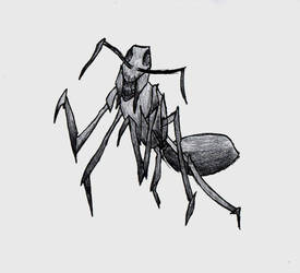 Jet Black Ant