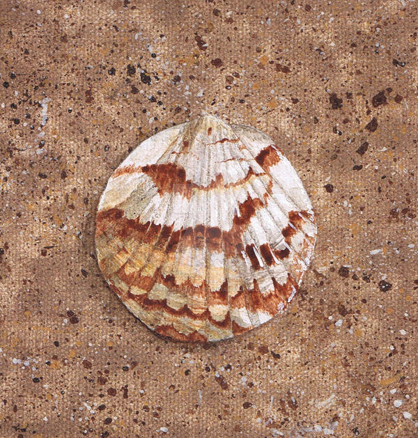 Comb Bittersweet Shell Comb Bittersweet Clam by ToshiroHoshi on DeviantArt