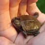 Baby Turtle