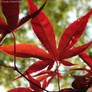 Japanese Maple