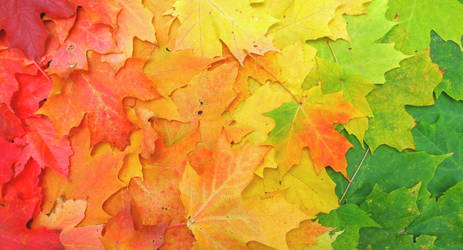 Rainbow Leaves